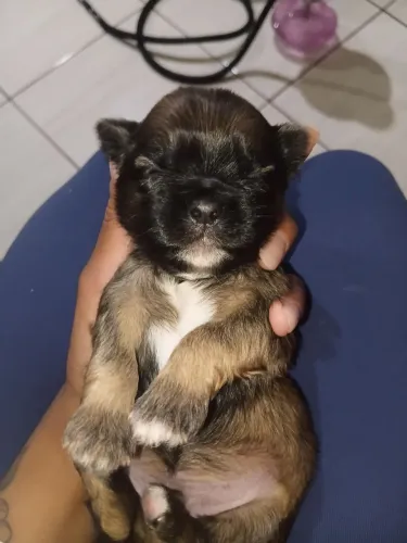 Vendo shitzu puro macho