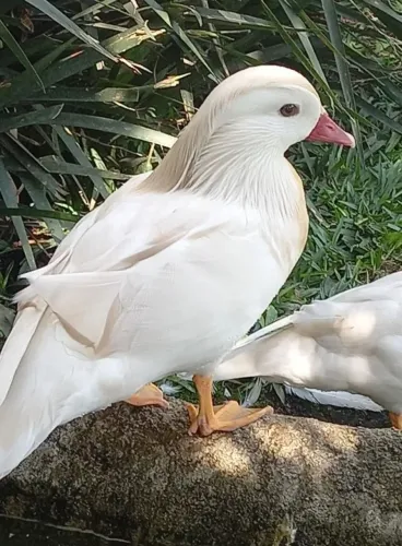 Casal de mareco