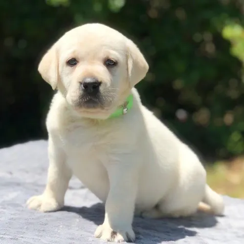 Filhotes De Labrador - Descubra O Amor Incondicional