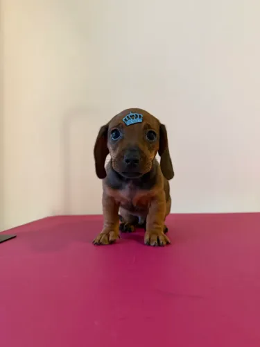 salsichinha mini  (dachshund mini)