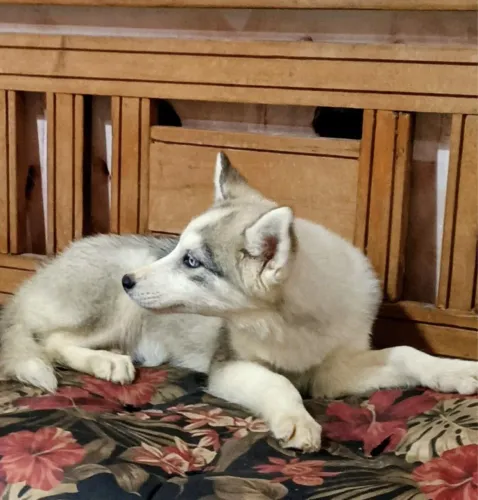 Filhote husky siberiano