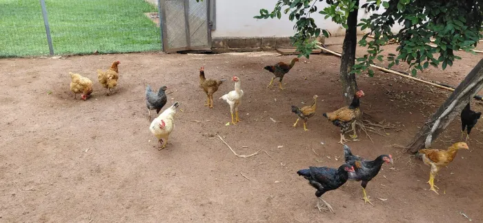Frango Caipira