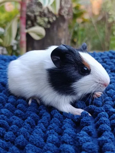 Filhote Porquinho da Índia Macho