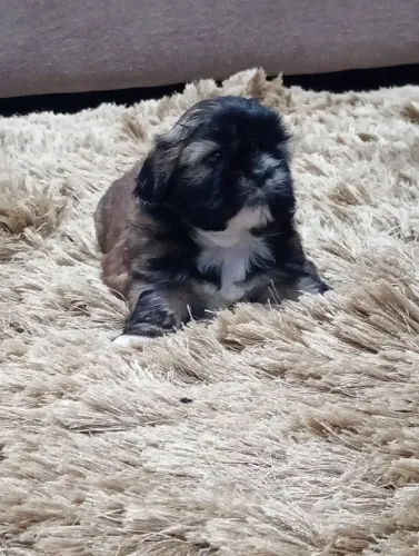 Shih Tzu fêmea