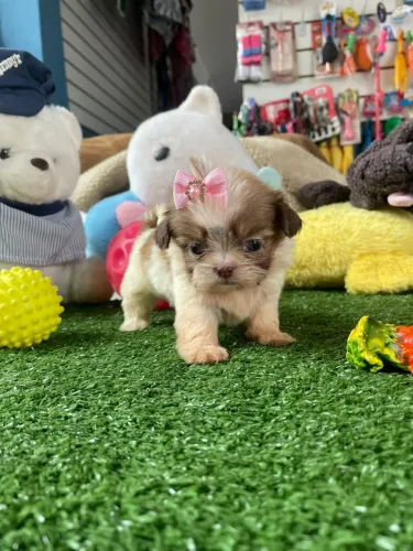 Shihtzu fêmea mini branca e chocolate 