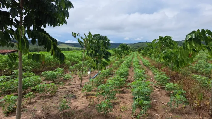 70 hectares de terra em Mamanguape-PB. Há venda 