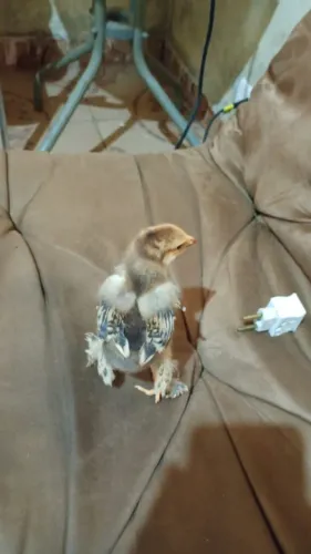 Pintinhos de Brahma Puff