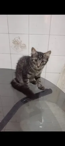 GATOS FILHOTES
