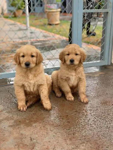 Golden Retriever