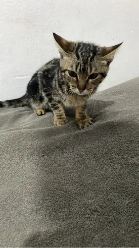 Doação consciente/Gato Macho