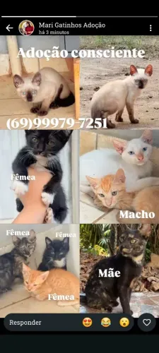 gatinhos de 2 meses p adoção   