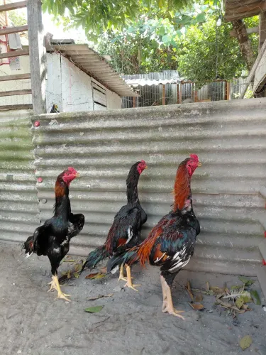 Frangos shamos puros
