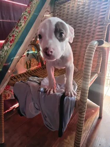 Filhote de pit bool puro macho