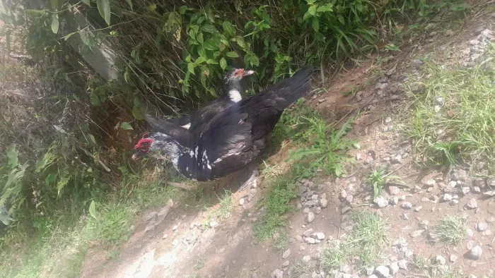 Casal de patos