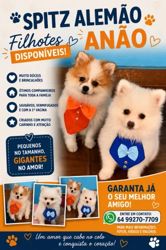 Vendo Lulu da pomerania anão