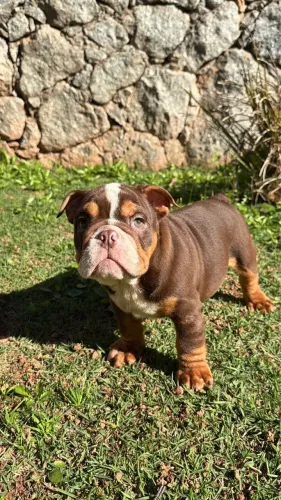 Bulldog inglês 
