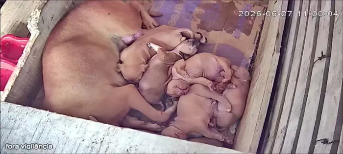Pit moster pedigree 
