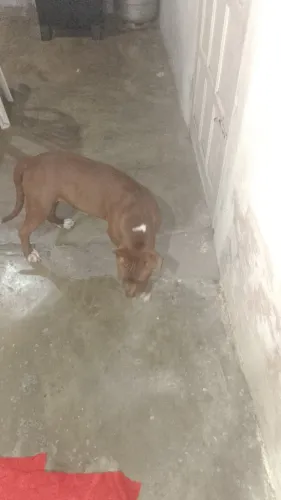 Cachorro