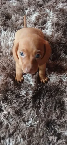Linda filhote de DAChSHUND.