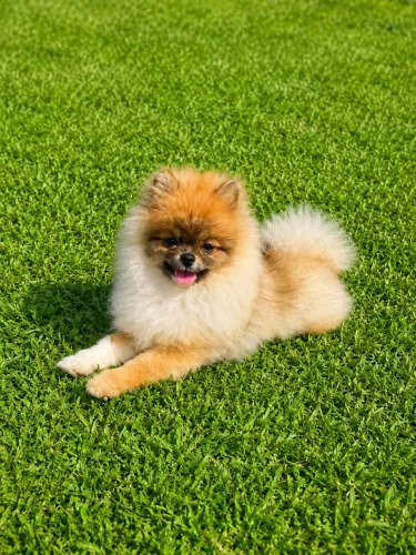 Lulu da Pomerânia(spitz alemão) macho