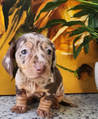 Dachshund /Teckel - Parrudos e Saudáveis a Pronta Entrega!!
