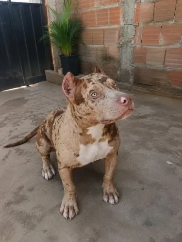 Disponível para negocio