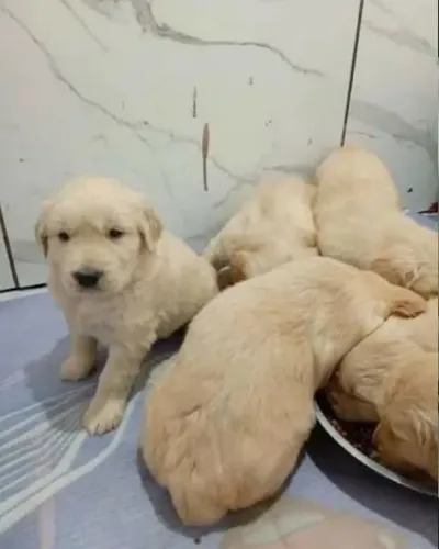 Doando Filhote de Golden