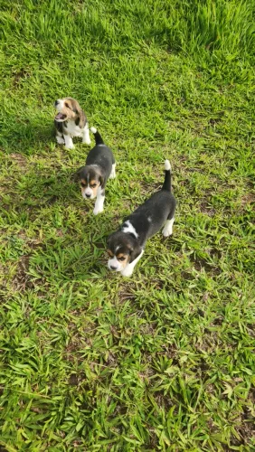 Lindos Filhotes de Beagle Tricolor