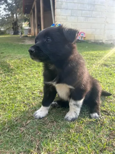 Border Collie Filhotes | Inteligência e Lealdade Desde Filhote