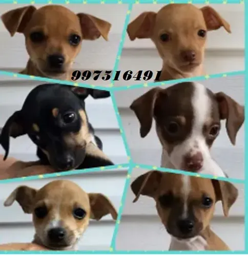 Lindos pinscher 