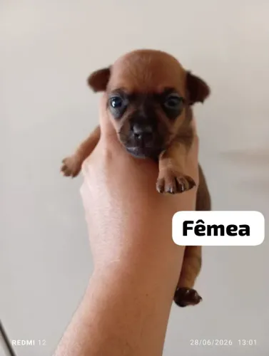 Vendo filhotes de pinscher 