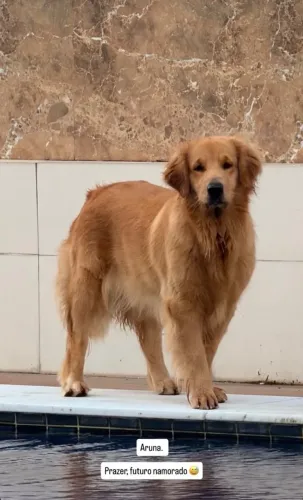 Filhote de golden retriever