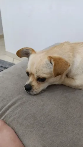 Procurando uma namorada pro meu cachorro