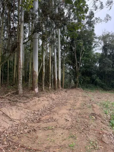 VENDE-SE TERRENO RURAL (sem Eucalipto) EM URUSSANGA/SC!!