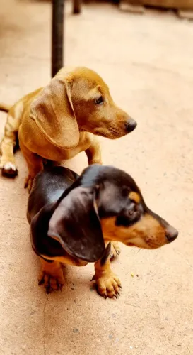 Filhote daschund ( cofap, salsicha, basset)