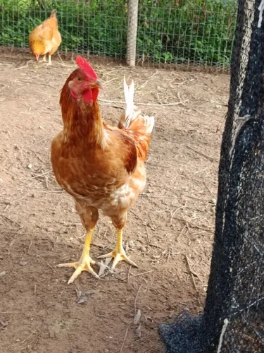 Frangos Caipira macho