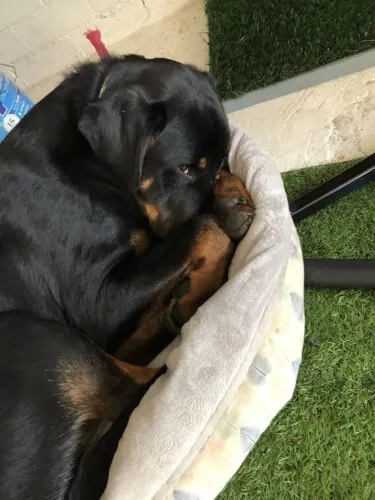 Rottweiler Filhotinho com carinha de quem vai virar xodó