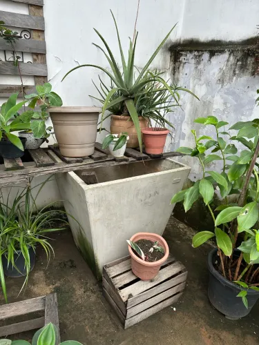 Vaso de planta de cimento