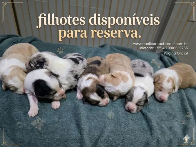 Filhote de Border Collie