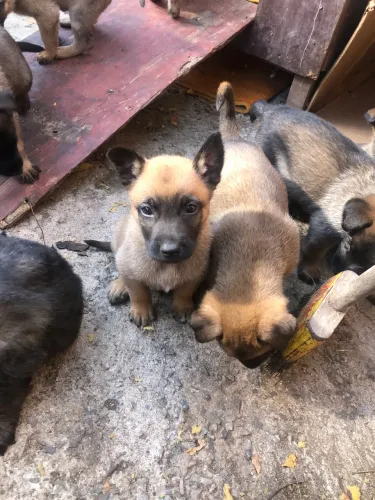 Filhotes pastor belga Malinois