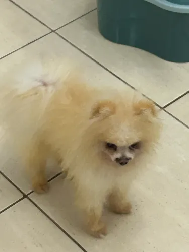 Lulu da pomerânio 