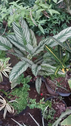 Plantas para casa e jardim