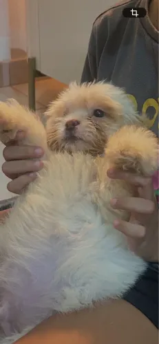 Doação de pet