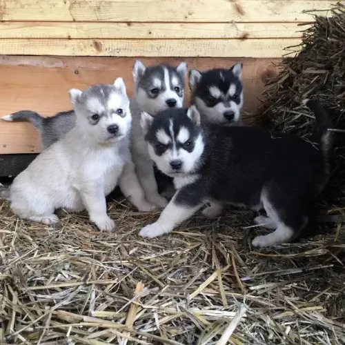 Husky siberiano lindo filhote