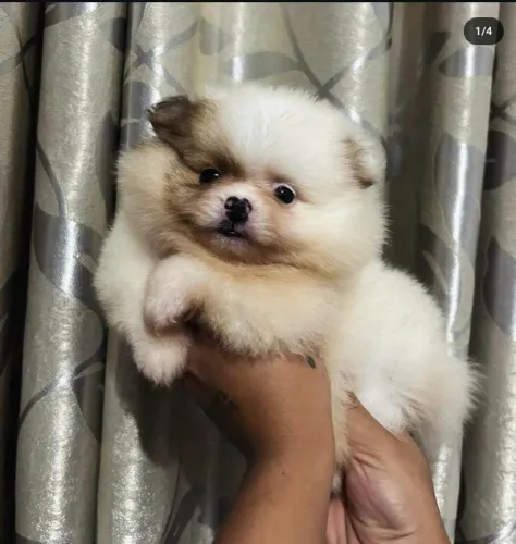 Spitz Alemão