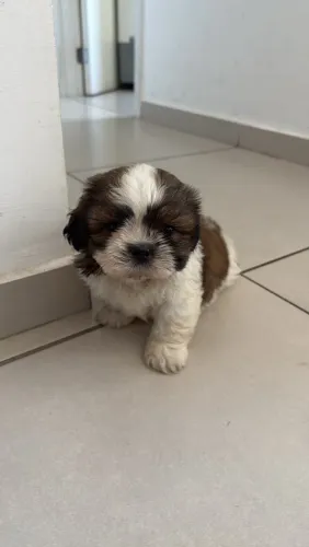 Filhote Shih Tzu 50 dias Macho