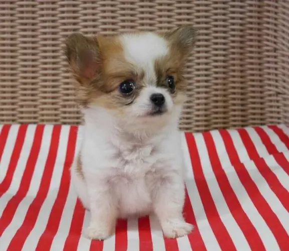 Chihuahua charmoso e adorável 