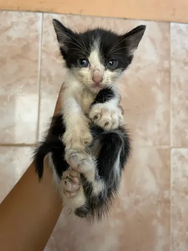 Gatinho