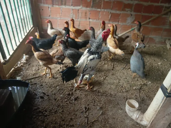 Vendo galinhas caipira e galo índio gigante 