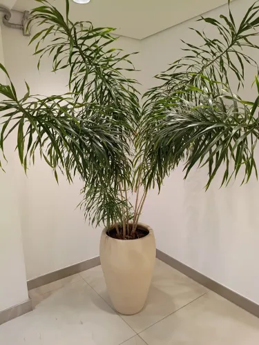 Vaso de Planta